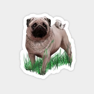 Mops Magnet