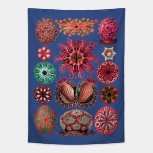 Ernst Haeckel Ascidiae Sea Squirts Red Hues Tapestry