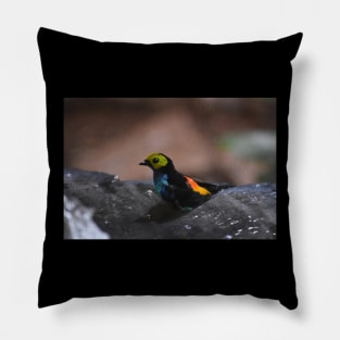 Colorful Bird Pillow