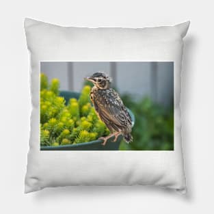 American Robin Fledgling - Just Left the Nest Pillow