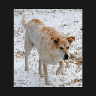 Australian Cattle dog in the snow T-Shirt