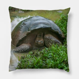 Galapagos Islands Giant Tortoise Turtle Pillow