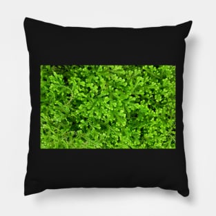 Lush Green Leafy Plants Pillow