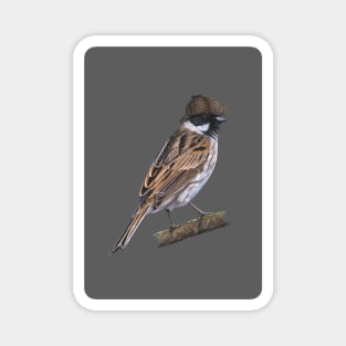 Common reed bunting Magnet