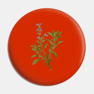 Vintage Garden Sage Botanical Illustration Pin