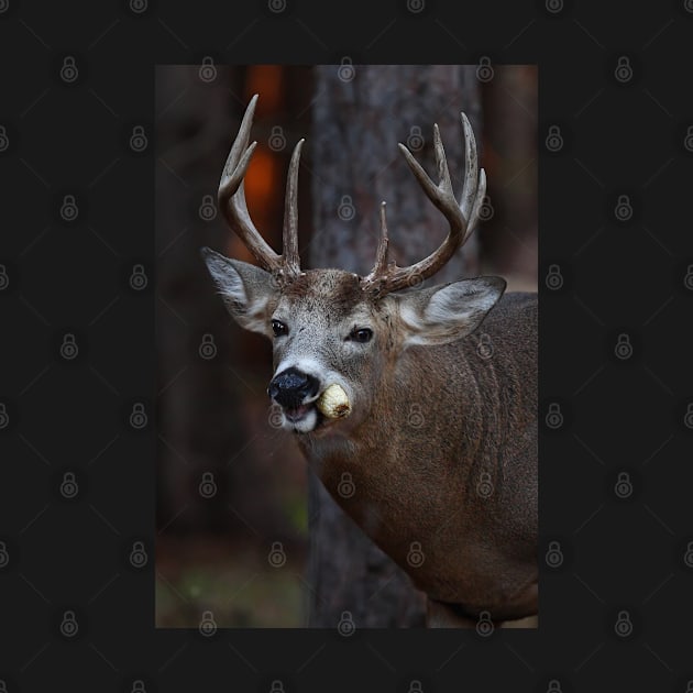 Gotta love corn - White-tailed Deer by Jim Cumming