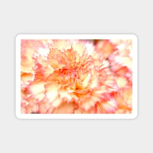 Art Carnation Magnet