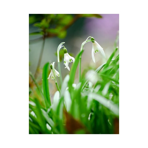 Snowdrops by BonniePhantasm