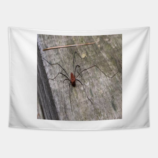 A Daddy Long Leg Spider Tapestry by Seven Mustard Seeds