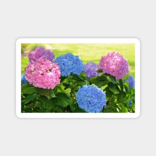 Big And Bright Hydrangeas Magnet