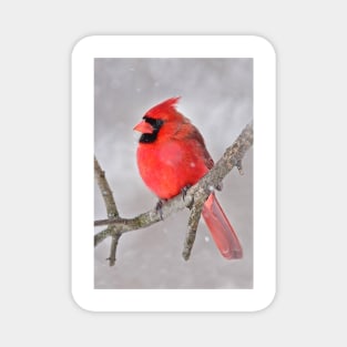 Northern Cardinal Magnet