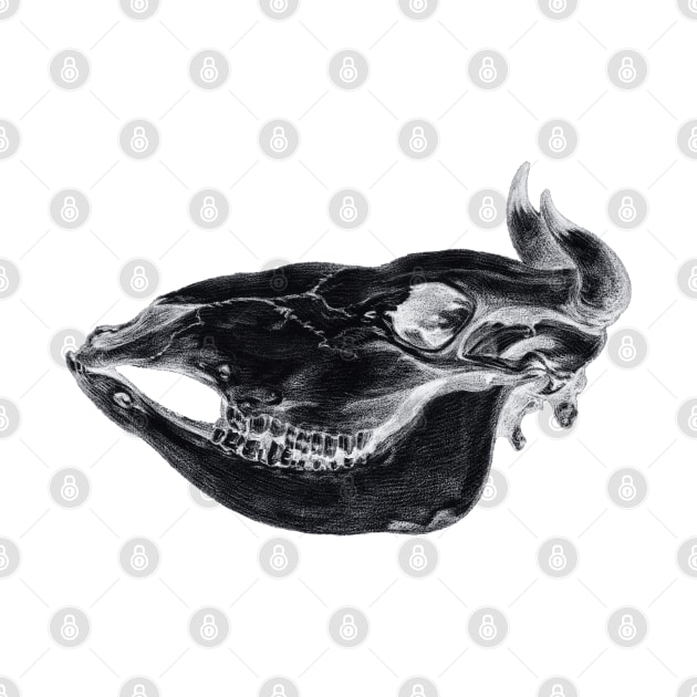 Skull of a cow inversion by Helgar