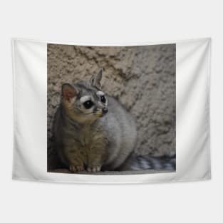 Ringtail Tapestry