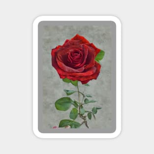 A beautiful single red rose, gift mugs, apparel, hoodies, t-shirts, shirts Magnet