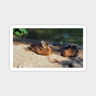 Happy Duck With A Fuzzy Ball On Its Head, A Crested Duck Magnet