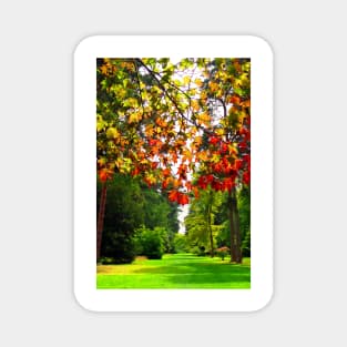 Autumn Acer Tree Westonbirt Arboretum Cotswolds Gloucestershire Magnet