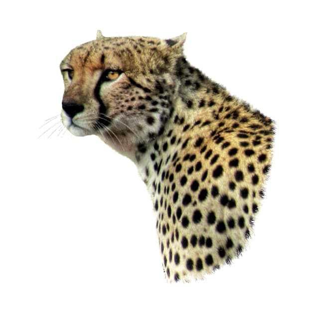 Cheetah - Cat - Big Cat in Kenya / Africa by T-SHIRTS UND MEHR