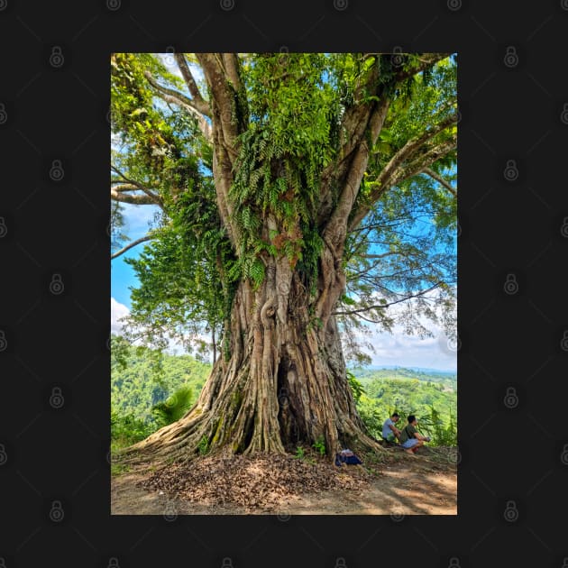 Beautiful Old Balete Tree, Philippines by Upbeat Traveler