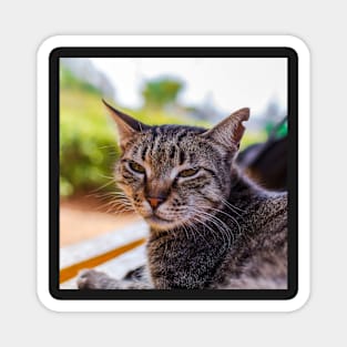 Portrait of tabby cat Magnet