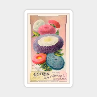 D. M. Ferry & Co. Asters Magnet