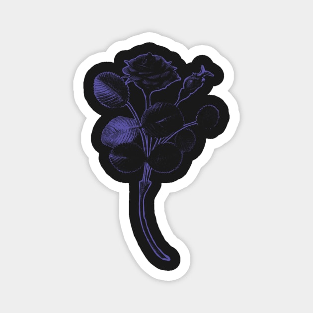 Rosa de Pelagio Black Rose Purple Outline Image Magnet by pelagio