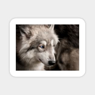 Wolf portrait closeup with bright blue eye Magnet