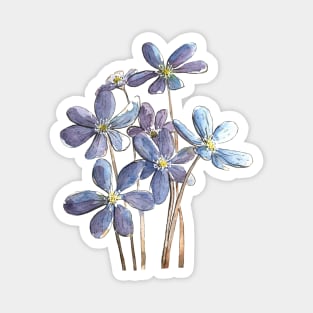 Hepatica Flowers Watercolor Painting Magnet