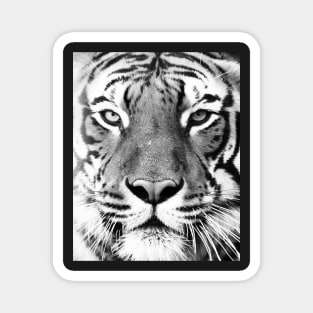 Tiger portrait print Magnet