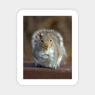 Stored Nuts - Grey Squirrel Magnet