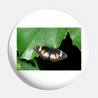 Common Egg Fly Butterfly Pin