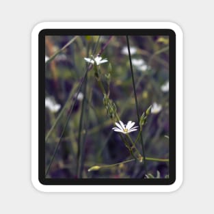 Tiny white flower on the grass background Magnet