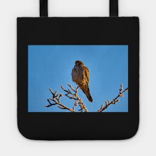 Kestrel on a cold winter morning Tote