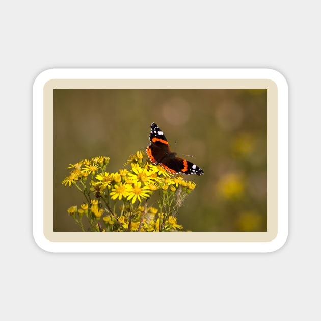 Red Admiral Magnet by Violaman