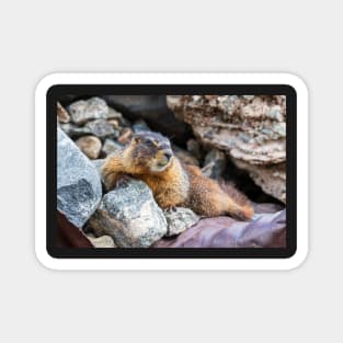 Marmot Magnet