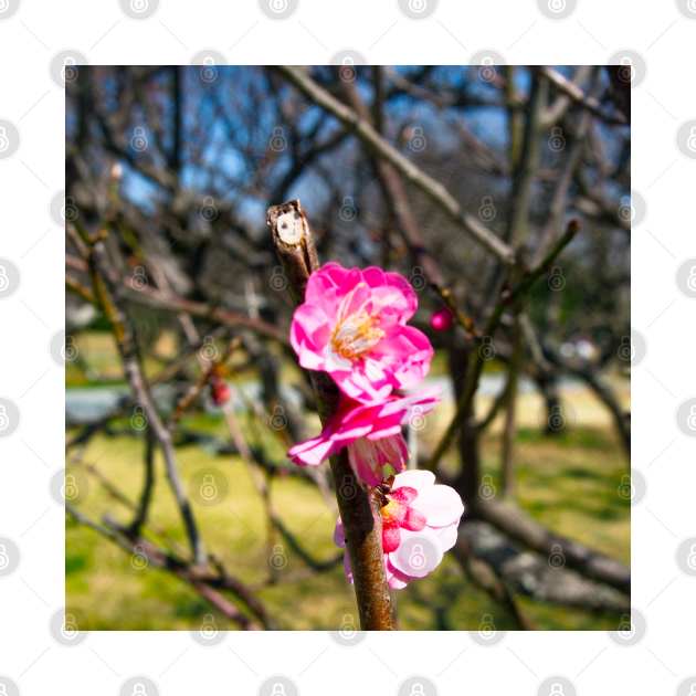 Photography - First plum blossom by Karoのkyuuto