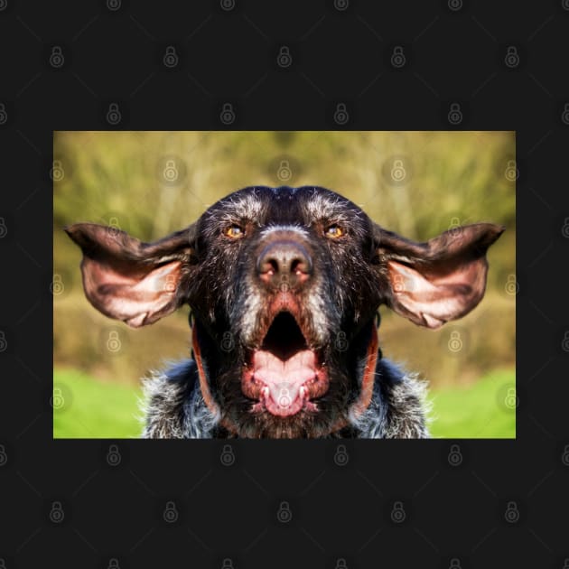 Singing German Wirehaired Pointer by heidiannemorris