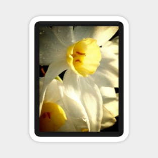 Daffodil Flower Magnet