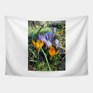 Crocuses in yellow and blue Tapestry