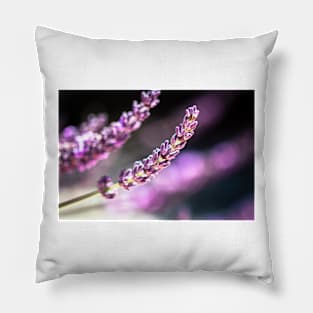 Lavender close-up Pillow