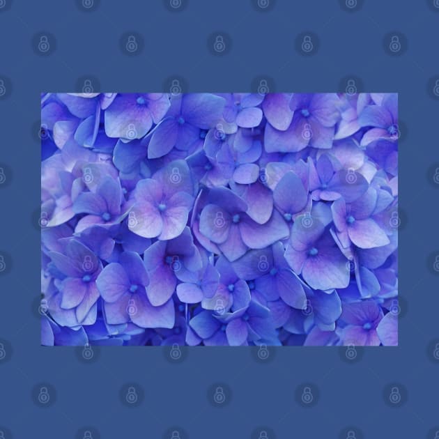 Hydrangea blue by CatyArte