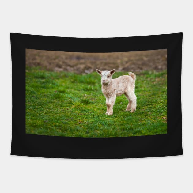 Baby goat on a meadow with copyspace Tapestry by naturalis