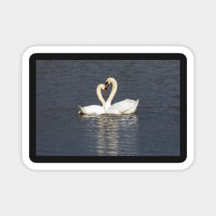 Swan love heart Magnet