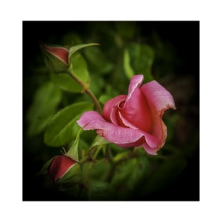 Pink Rose T-Shirt