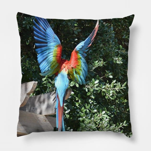 Macaw Pillow by Sharonzoolady