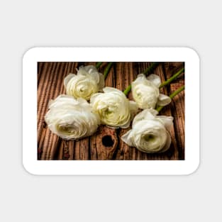 Five White Ranunculos Flowers Magnet