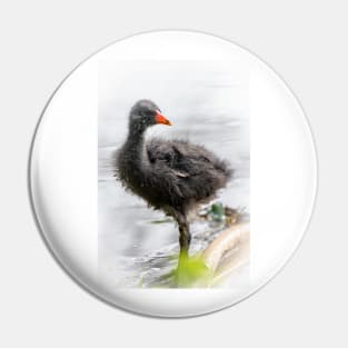 Dusky Moorhen Chick Pin