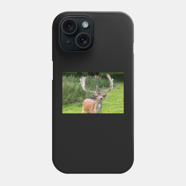 Fallow Deer with Antlers Phone Case by Russell102