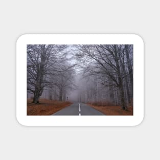 Road through forest, early winter Magnet