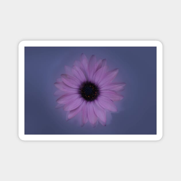 Shabby-chic African Daisy Flower Magnet by oknoki