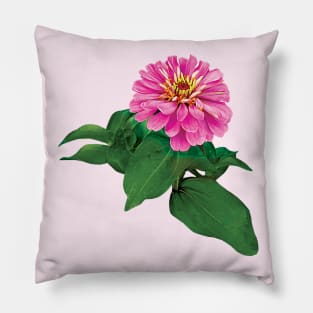 Zinnias - Pink Zinnia Looking Up Pillow